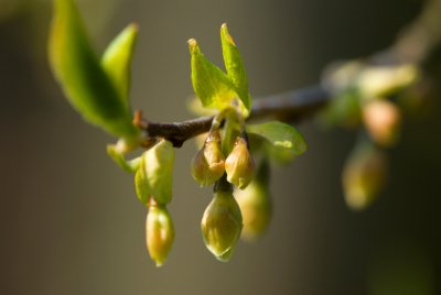 Halesia carolina, tetrapetra - halézie karolínská - pupen květ